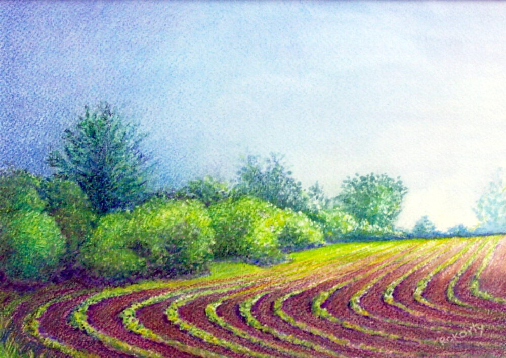 Bean Field by Rose Korty