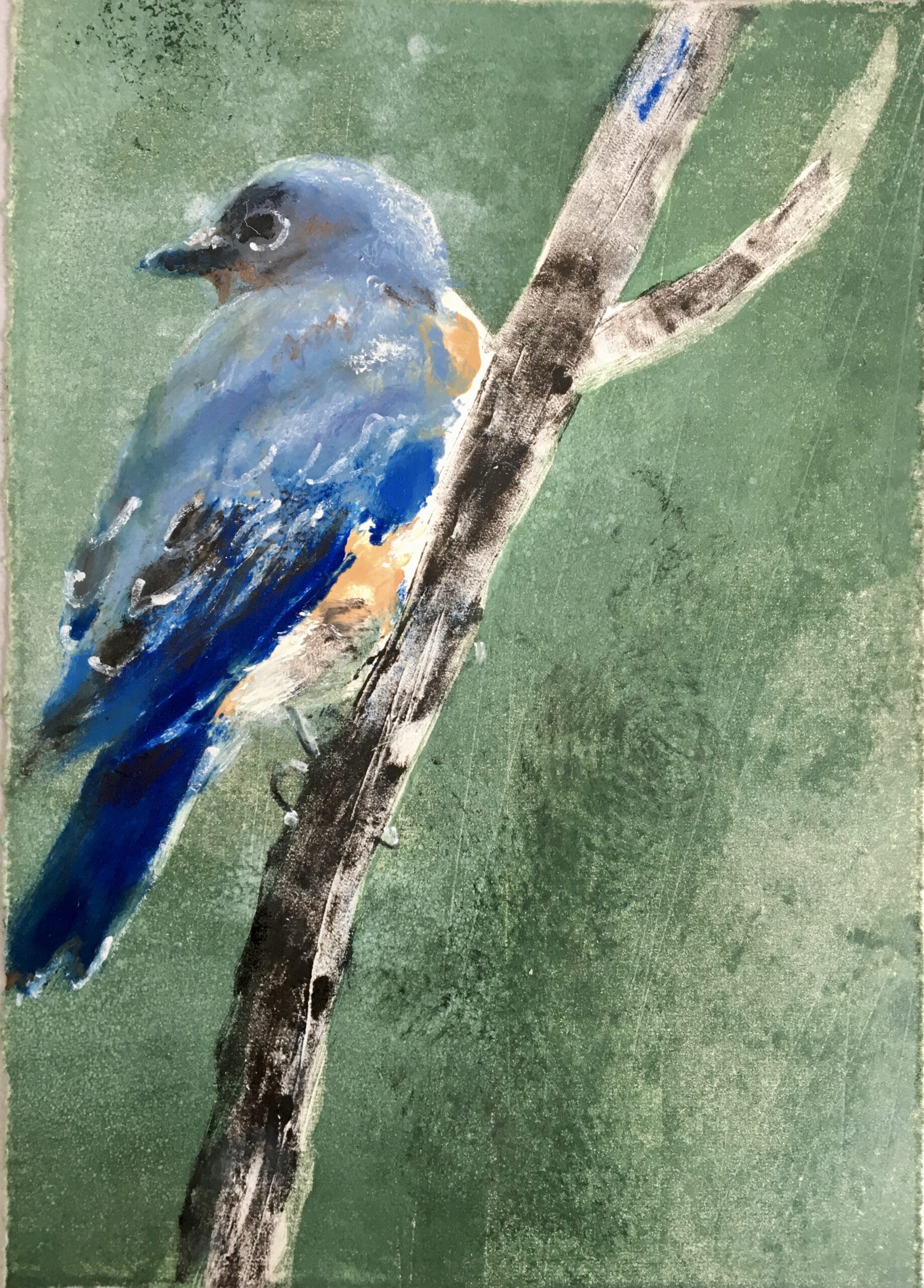 Eastern Bluebird #5